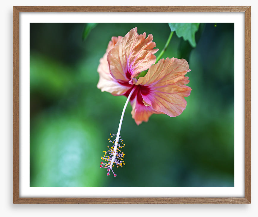 Hibiscus a La Digue