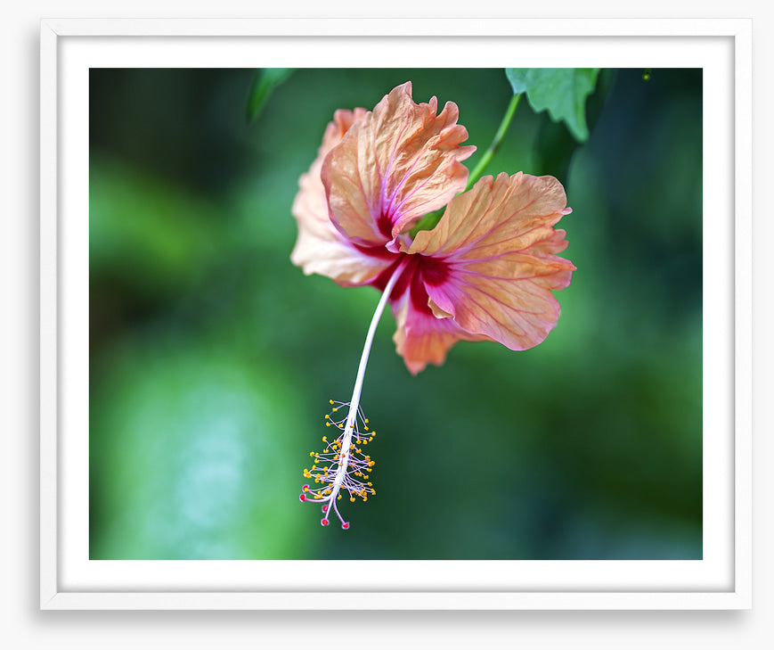 Hibiscus a La Digue
