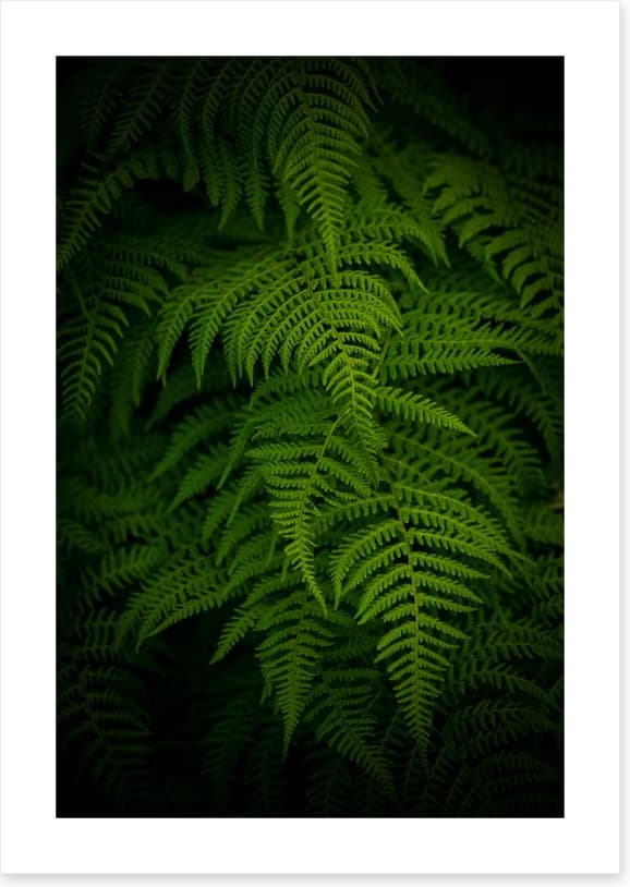Ferns by night