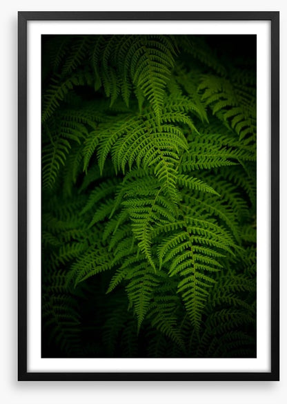 Ferns by night