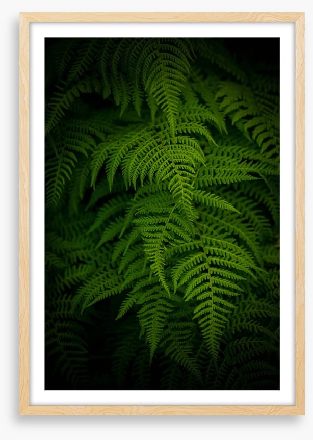 Ferns by night