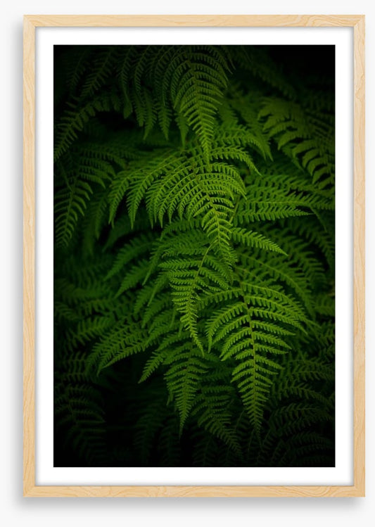Ferns by night