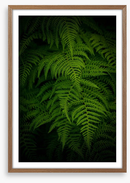 Ferns by night