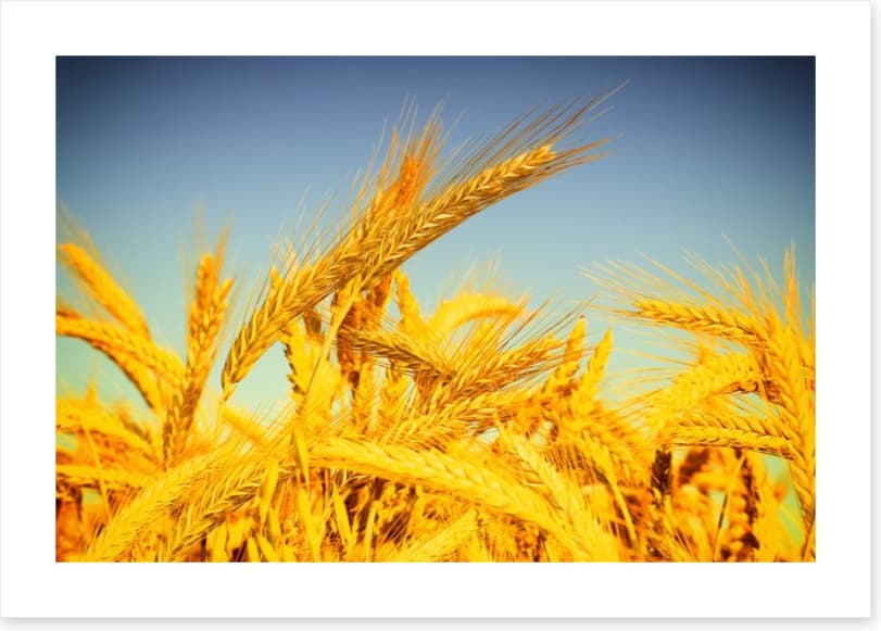 Agriculture