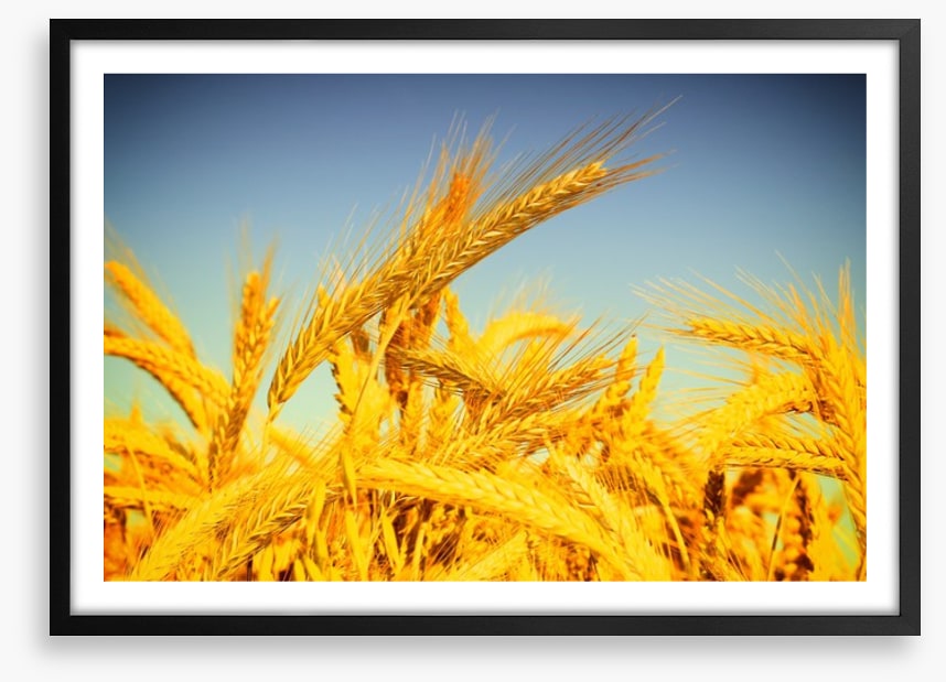 Agriculture