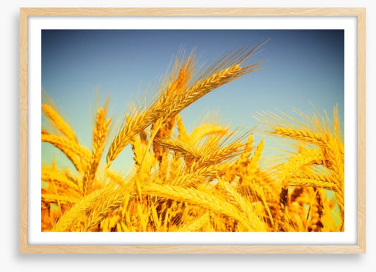 Agriculture