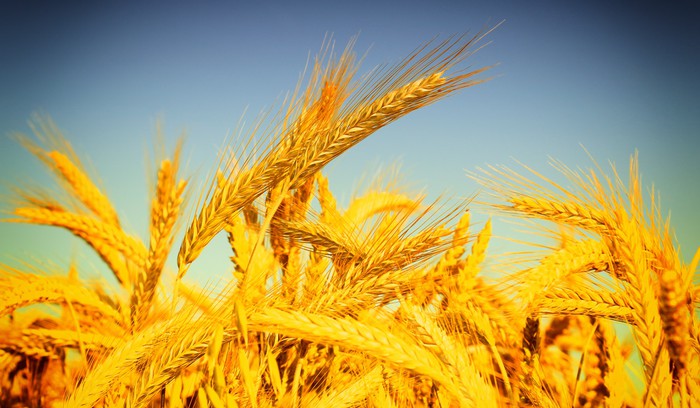 Agriculture