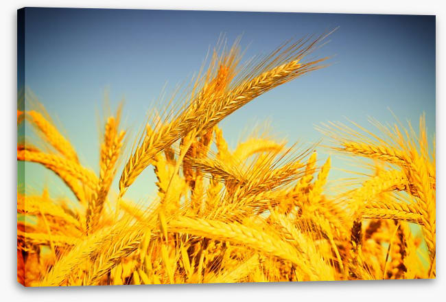 Agriculture