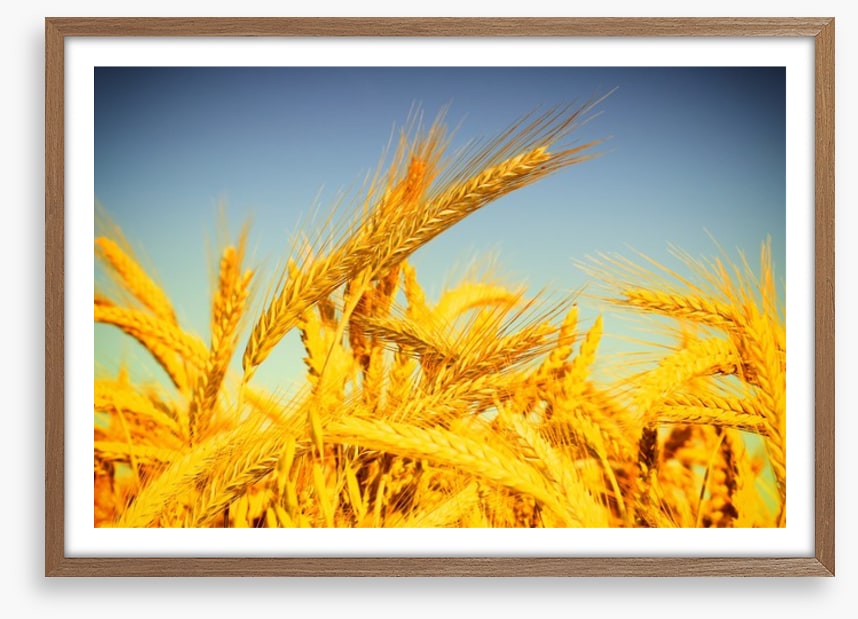 Agriculture