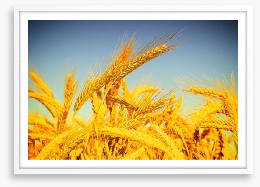 Agriculture