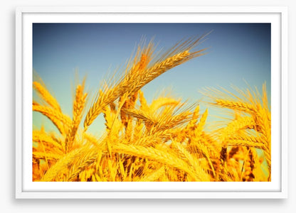 Agriculture