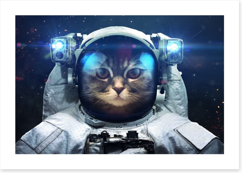 Space cat