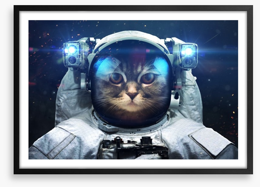 Space cat