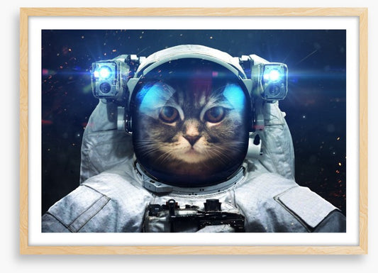 Space cat
