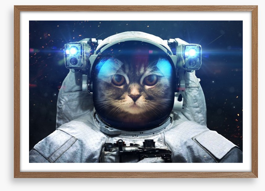 Space cat