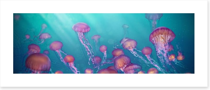 Jellyfish joy panorama