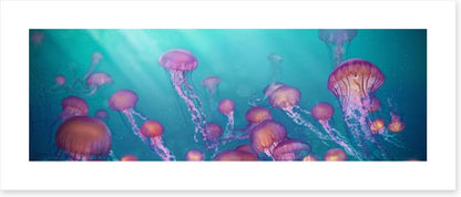 Jellyfish joy panorama