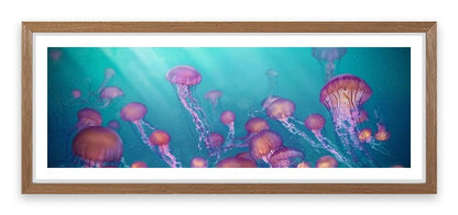 Jellyfish joy panorama