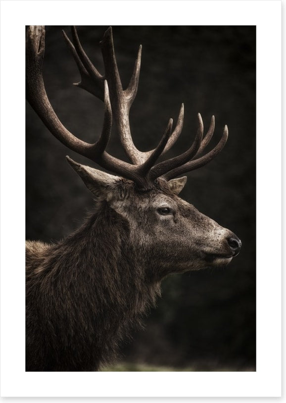 Stag night