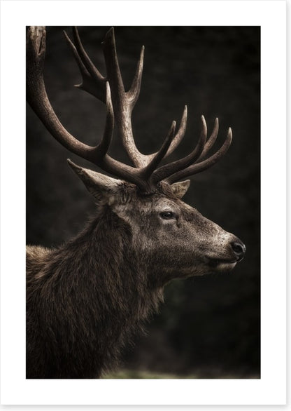 Stag night