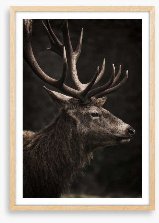 Stag night