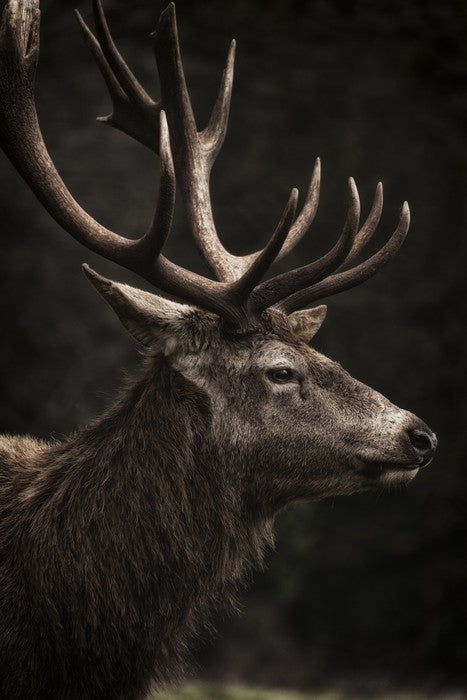 Stag night