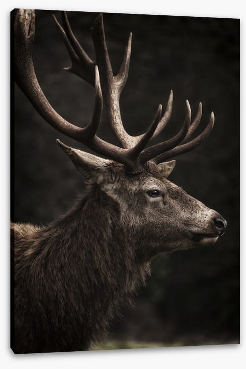 Stag night