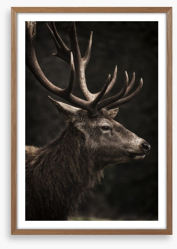 Stag night