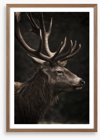 Stag night