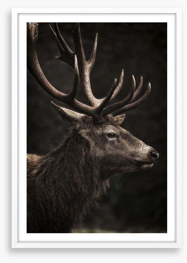 Stag night