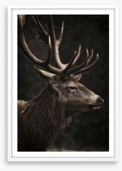Stag night