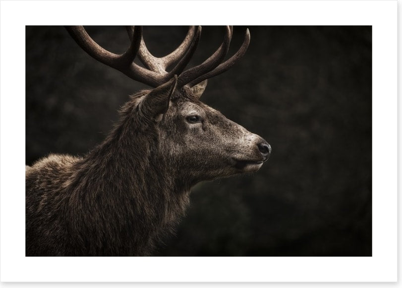 Stag night