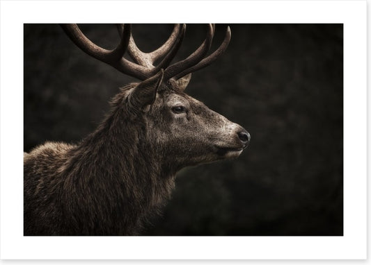 Stag night