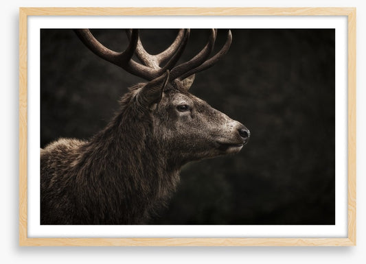 Stag night