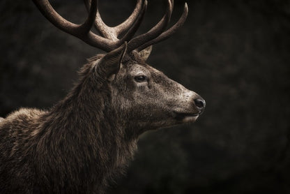 Stag night