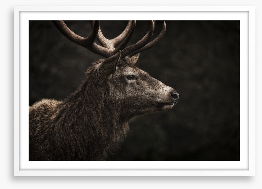 Stag night