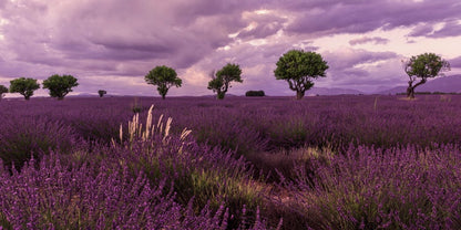 Meadows