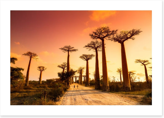 Avenue of baobabs