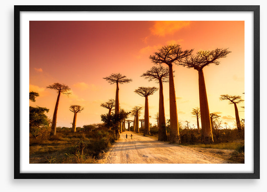 Avenue of baobabs