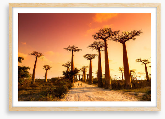 Avenue of baobabs