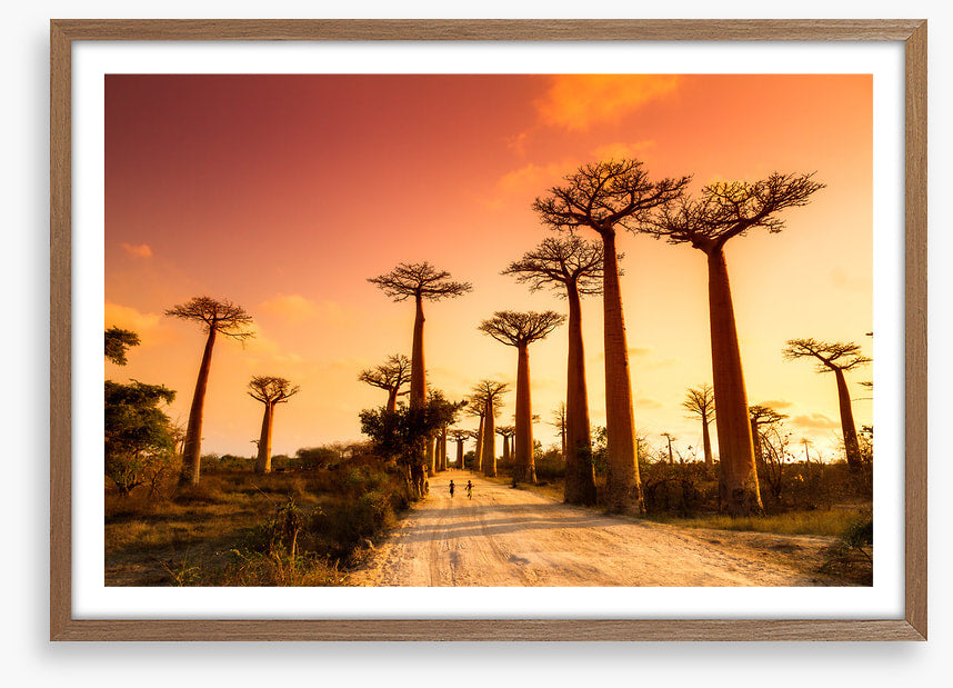 Avenue of baobabs