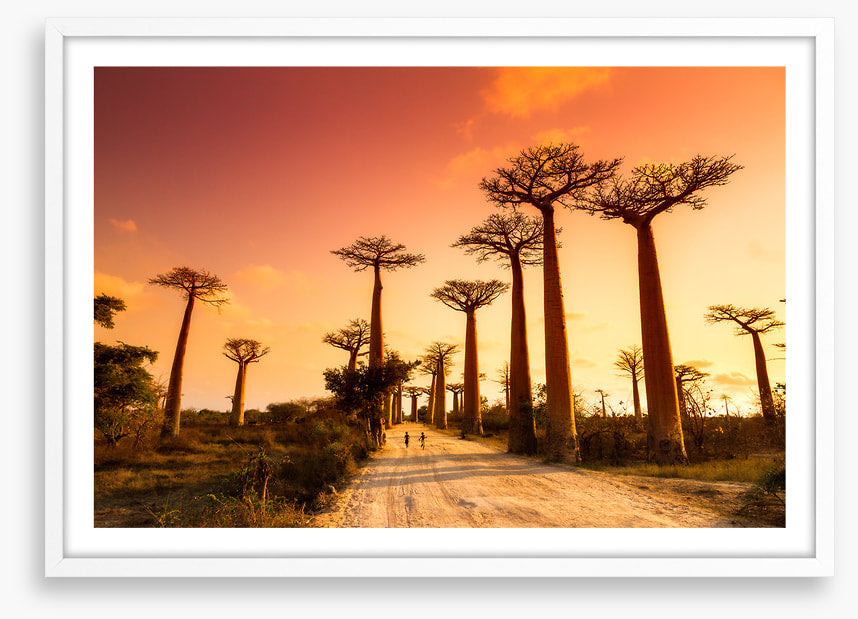 Avenue of baobabs