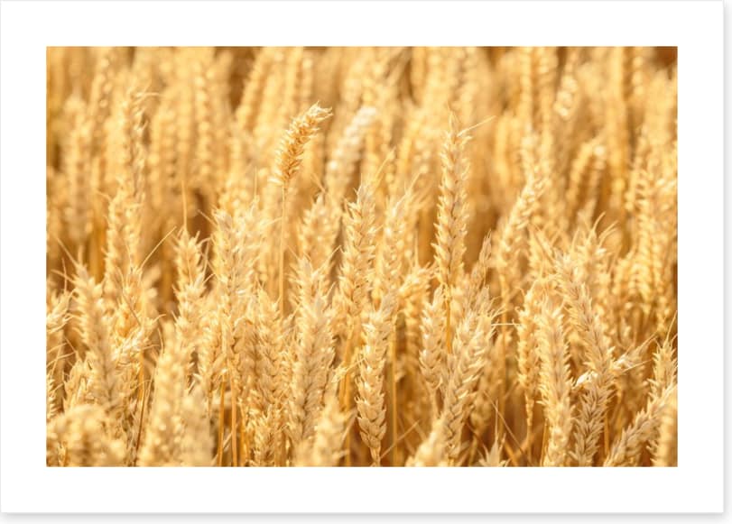 Agriculture
