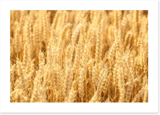 Agriculture