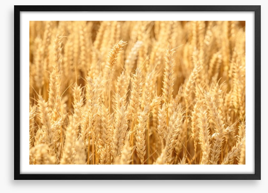 Agriculture
