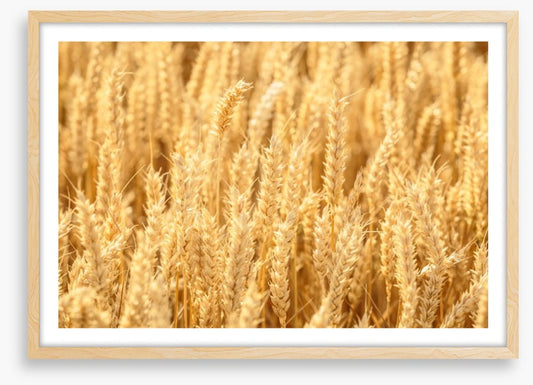 Agriculture