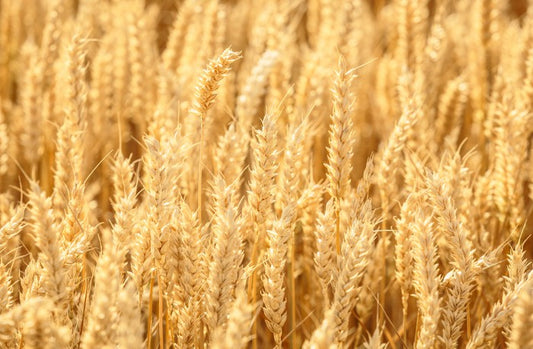 Agriculture