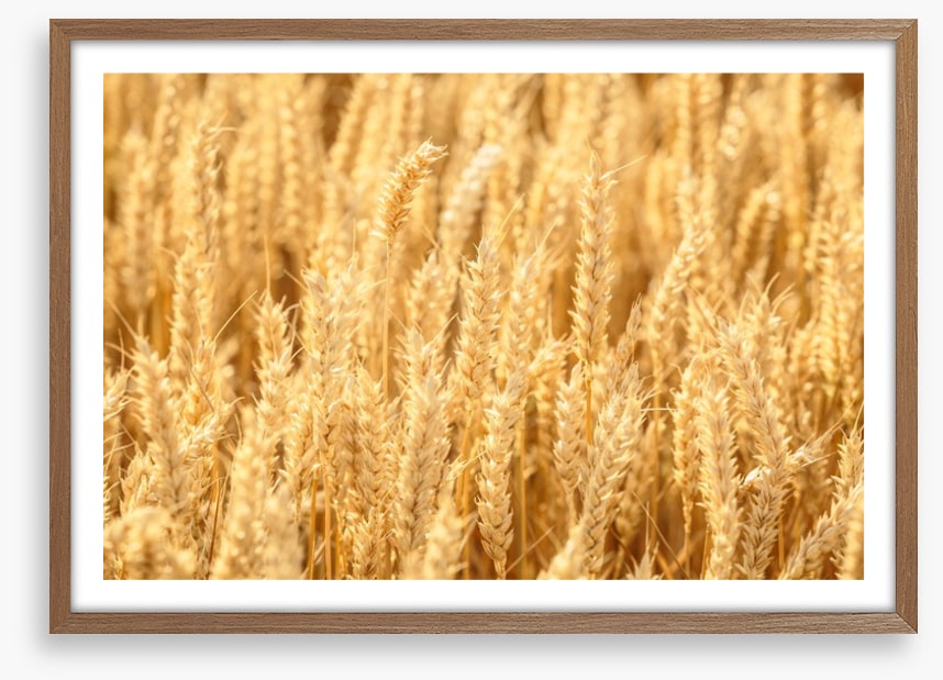Agriculture