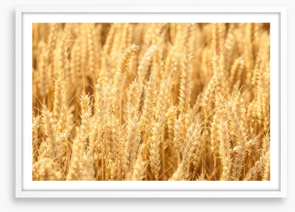 Agriculture