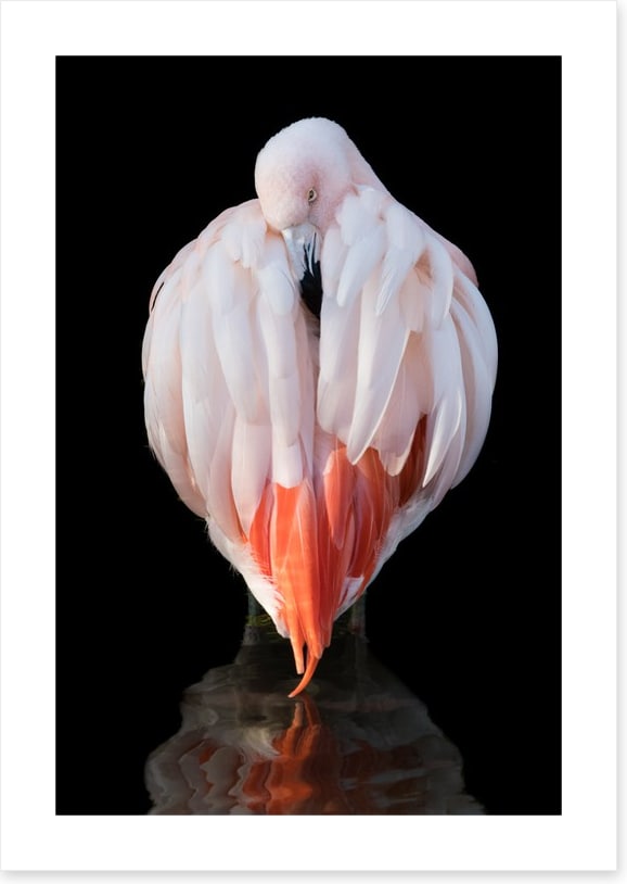 Chilean flamingo